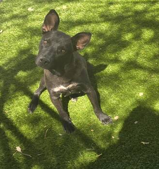 German Shepherd Dog and Belgian Shepherd Malinois Dogs Available for Adoption - Odyssey | PetCurious