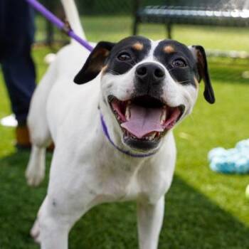 Timmy -  Mixed Breed Dog for Adoption in Atlanta, Georgia - Timmy | PetCurious