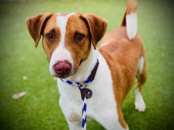 NEVILLE -  Foxhound and Mixed Breed Dog for Adoption in Orlando, Florida - NEVILLE | PetCurious