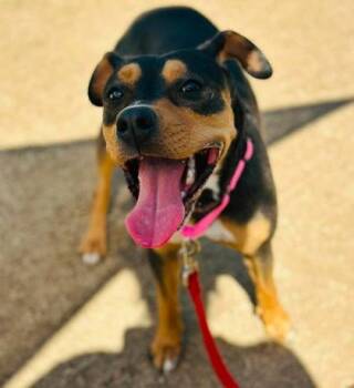 Gamora -  Mixed Breed Dog for Adoption in West Chester, Pennsylvania - Gamora | PetCurious