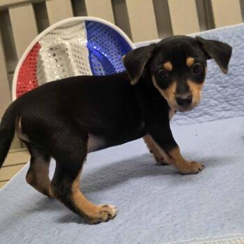 Phineas -  Terrier and Dachshund Dog for Adoption in Beaumont, Texas - Phineas | PetCurious