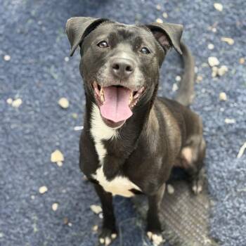 Labrador Retriever Dogs Available for Adoption - Pepper | PetCurious