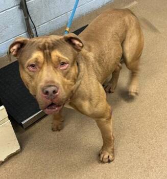 Lentil -  Mixed Breed Dog for Adoption in Chamblee, Georgia - Lentil | PetCurious