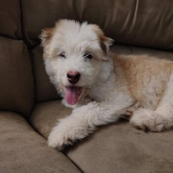 Ryder -  Poodle and Mixed Breed Dog for Adoption in Alma, Wisconsin - Ryder | PetCurious