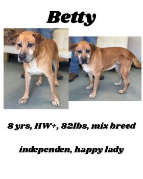 Rescue Mixed Breed Dogs for Adoption in Albany, Georgia - Betty (Bellla) | PetCurious