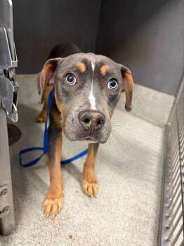 American Staffordshire Terrier Dogs Available for Adoption - DON | PetCurious