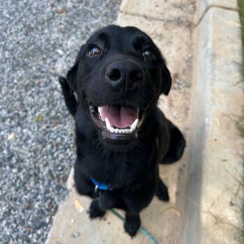 Mazey 22925 -  Labrador Retriever Dog for Adoption in Cumming, Georgia - Mazey 22925 | PetCurious