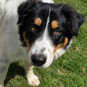Boomer -  Bernese Mountain Dog Dog for Adoption in Krum, Texas - Boomer | PetCurious