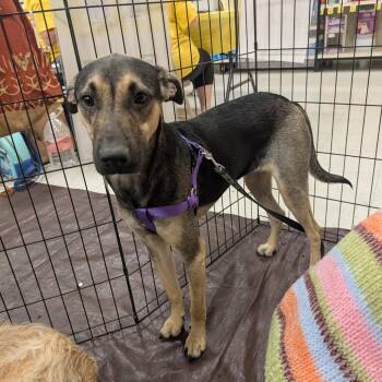 Echo OS NV -  Shepherd and Mixed Breed Dog for Adoption in Las Vegas, Nevada - Echo OS NV | PetCurious