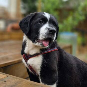 Fergie -  Saint Bernard and Cane Corso Dog for Adoption in Edmonton, Alberta - Fergie | PetCurious
