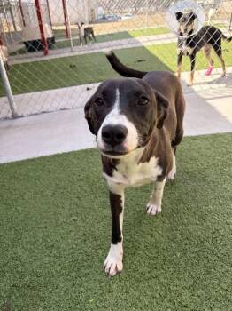 Pointer Dogs Available for Adoption - Ruby | PetCurious