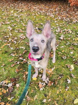 Rescue German Shepherd Dog Dogs for Adoption in New London, Wisconsin - Bristol | PetCurious