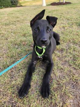 ZOE -  German Shepherd Dog Dog for Adoption in Fuquay-varina, North Carolina - ZOE | PetCurious