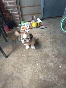 Rescue Shih Tzu Dogs for Adoption in Garland, Texas - Duke | PetCurious