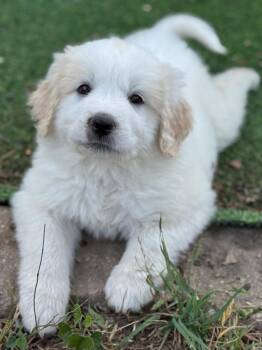 Great Pyrenees Dogs Available for Adoption in Canyon Lake, Texas - Puddin