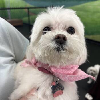 Maltese Dogs Available for Adoption - Coco And Izzy | PetCurious