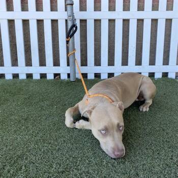 APRICOT -  Pit Bull Terrier Dog for Adoption in Modesto, California - APRICOT | PetCurious