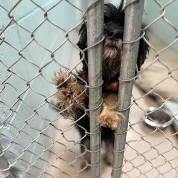 Cheerio -  Shih Tzu and Mixed Breed Dog for Adoption in Newark, New Jersey - Cheerio | PetCurious