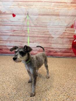 Schnauzer Dogs Available for Adoption - KINGSLEY | PetCurious