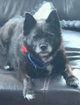 Pomeranian and Keeshond Dogs Available for Adoption in Huntington, New York - Scrappy | PetCurious