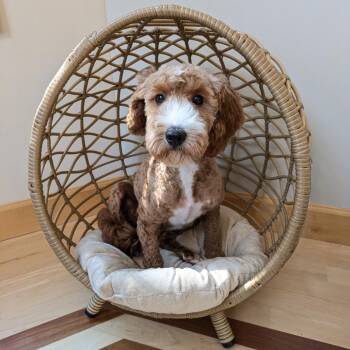 Tinsley -  Golden Retriever and Miniature Poodle Dog for Adoption in Rochester, Minnesota - Tinsley | PetCurious