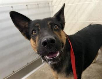 GRACIE -  German Shepherd Dog and Mixed Breed Dog for Adoption in San Bernardino, California - GRACIE | PetCurious