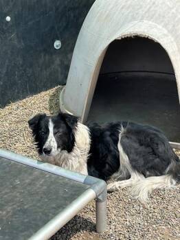 BANJO -  Border Collie and Mixed Breed Dog for Adoption in Frisco, Colorado - BANJO | PetCurious