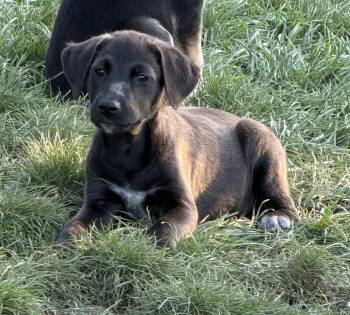 Aspen -  Shepherd Dog for Adoption in South Bend, Indiana - Aspen | PetCurious