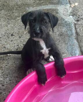 Queen Maeve -  Terrier and Mixed Breed Dog for Adoption in Warren, Michigan - Queen Maeve | PetCurious