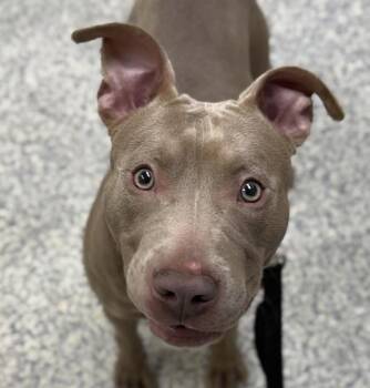 Pit Bull Terrier Dogs Available for Adoption in Golden, Colorado - Kilo | PetCurious