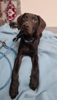 Rescue Labrador Retriever Dogs for Adoption in Salt Lake City, Utah - *Hot Cocoa* | PetCurious