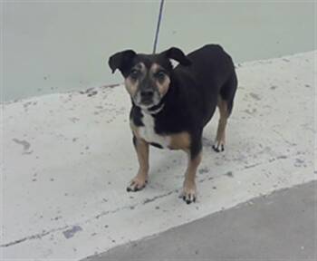 Rescue Dachshund and Mixed Breed Dogs for Adoption in Houston, Texas - SELENE | PetCurious