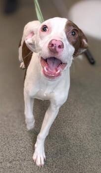 Mixed Breed Dogs Available for Adoption in Jacksonville, Florida - CRANBERRY | PetCurious