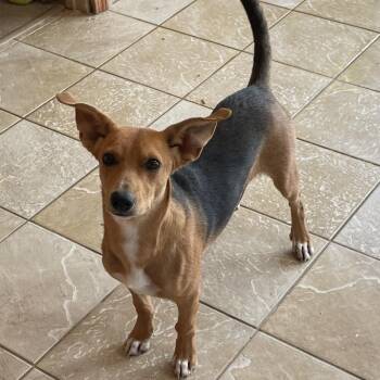Spock -  Terrier and Mixed Breed Dog for Adoption in Green Forest, Arkansas - Spock | PetCurious