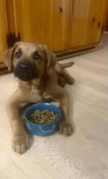 Black Mouth Cur and Rhodesian Ridgeback Dogs Available for Adoption - Charlie Boy | PetCurious