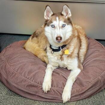 ATHENA -  Siberian Husky Dog Available for Adoption in St. Louis, Missouri - ATHENA | PetCurious