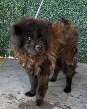 Chow Chow and Mixed Breed Dogs Available for Adoption - 60231922 | PetCurious