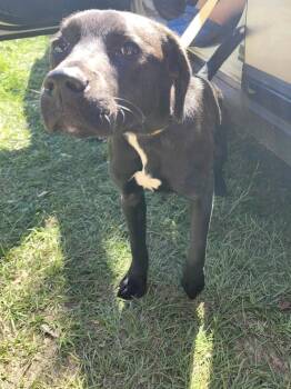 Rescue Labrador Retriever Dogs for Adoption in Troy, Alabama - Harlow | PetCurious