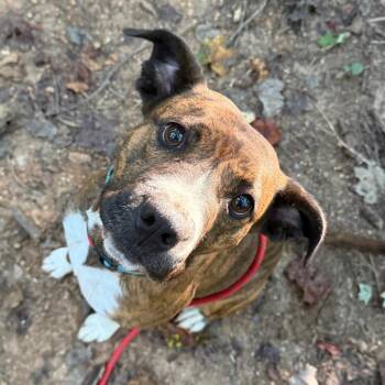 Sierra -  Pit Bull Terrier Dog for Adoption in Troy, Virginia - Sierra | PetCurious