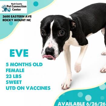 EVE  Available NOW - ADOPTION or RESCUE! -  Mixed Breed Dog for Adoption in Nashville, North Carolina - EVE  Available NOW - ADOPTION Or RESCUE! | PetCurious