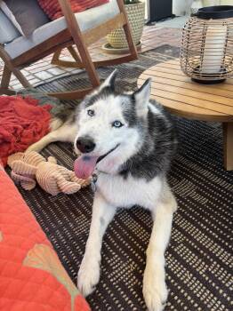 Oreo -  Husky Dog for Adoption in Santa Monica, California - Oreo | PetCurious