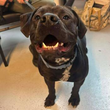 Rescue Mixed Breed Dogs for Adoption in Huntington, West Virginia - Jessie James Stray Hold 11/24 | PetCurious