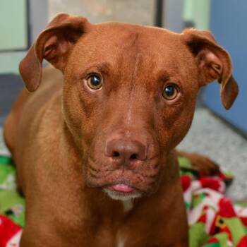 Marcel -  Pit Bull Terrier and Mixed Breed Dog for Adoption in Ottawa, Kansas - Marcel | PetCurious
