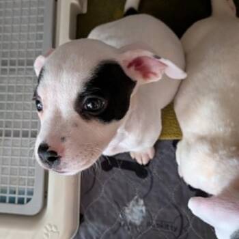 Michelle -  Chihuahua and Mixed Breed Dog for Adoption in Pinellas Park, Florida - Michelle | PetCurious