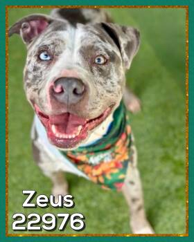 ZEUS -  American Bully and Catahoula Leopard Dog Dog for Adoption in Marietta, Georgia - ZEUS | PetCurious