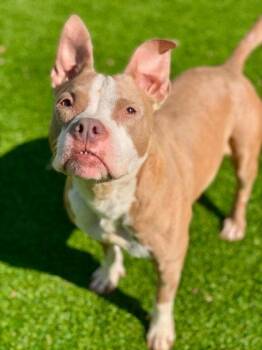 Boogie -  Mixed Breed Dog for Adoption in Munster, Indiana - Boogie | PetCurious