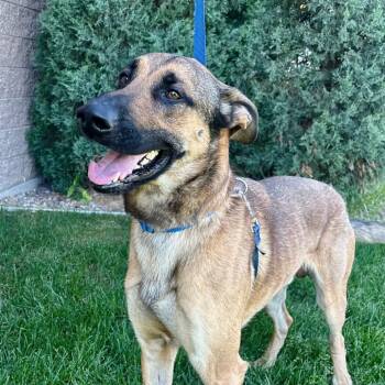 Dan -  Belgian Shepherd Malinois and Mixed Breed Dog for Adoption in Great Falls, Montana - Dan | PetCurious