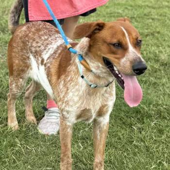 German Shorthaired Pointer and Cattle Dog Dogs Available for Adoption in Dickinson, Texas - Gunner | PetCurious