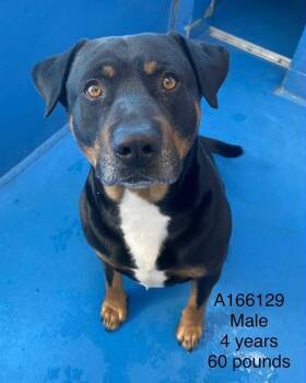 Rottweiler and Mixed Breed Dogs Available for Adoption - Chester | PetCurious