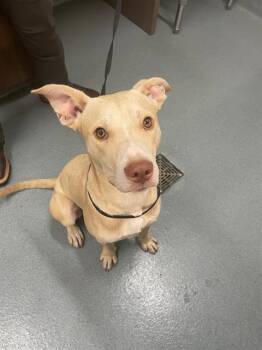 Rescue Labrador Retriever and Pit Bull Terrier Dogs for Adoption in Baytown, Texas - BOBERT | PetCurious